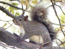 Westerngreysquirrel.jpg