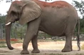Zoo Miami Elephant.png (1.48 MB)