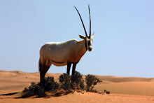 Arabian oryx.jpg