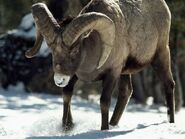 Bighorn Sheep as Sable Antelope