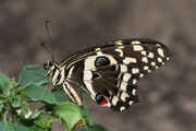Citrus Swallowtail.jpg