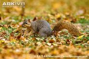 Eastern Fox Squirrel as Sciurumimus