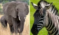 Elephant Zebra Mouse.png (1.19 MB)