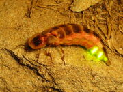 Glowworm.jpg