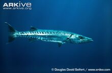 Great-barracuda-side-profile.jpg