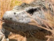 Megalania.jpg