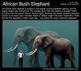 Paleoxodon African Bush Elephant and the Woolly Mammoth.jpg (153 KB)