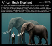 Paleoxodon African Bush Elephant and the Woolly Mammoth