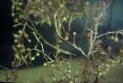 Sargassum pipefish