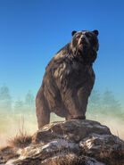 Giant Short-Faced Bear (Arctodus simus)