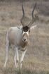 Addax