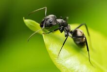 Ant (Animals).jpg