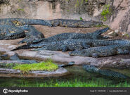 Bask of Nile Crocodiles