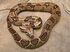 Common Boa Constrictor as Madtsoia