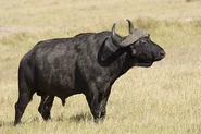 Buffalo, Cape.jpg (80 KB) African Cape Buffalo