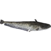 Wels Catfish