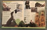 DK First Animal Encyclopedia (9)