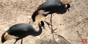 Dallas Zoo Cranes.png