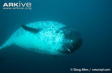 Female-narwhal-underwater.jpg