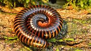 Giantafricanmillipede.jpg