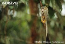 South-american-squirrel-monkey-on-branch.jpg