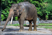 1200px-Borobudur-Temple-Park Elephant-cage-01.jpg