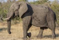 African Elephant (Animals).jpg (233 KB)