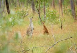 Antilopine-wallaroo-macropus-antilopinus cnzdenek13.jpg
