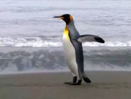 BENO King Penguin