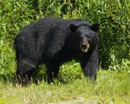 Bear, Florida Black