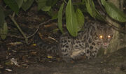 Borneo clouded leopard.jpg