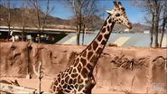 Reticulated Giraffe as Bridget