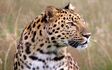 Indian-leopard