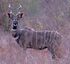 Lesser Kudu as Sivatherium