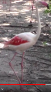 Jacksonville Zoo Flamingo