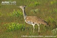 Kori Bustard