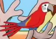 Scarlet Macaw