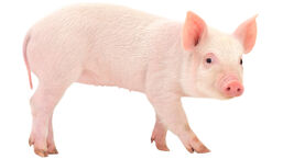 Pig Full Body.jpg