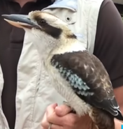 San Diego Zoo Safari Park Kookaburra