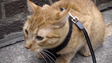 Tabby Cat on leash