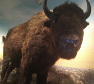 American Bison