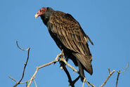 Turkey Vulture