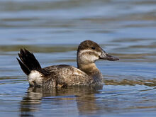 2RuddyDuckFemale.jpg
