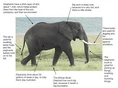 Adaptations of the Elephant.jpg (9 KB)