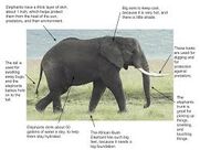 Adaptations of the Elephant