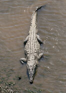 American Crocodile (49661085411)