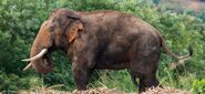 Asian Elephant as Dean