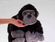 BEBFS Crested Black Macaque