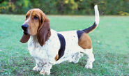 Basset Hound as Dog