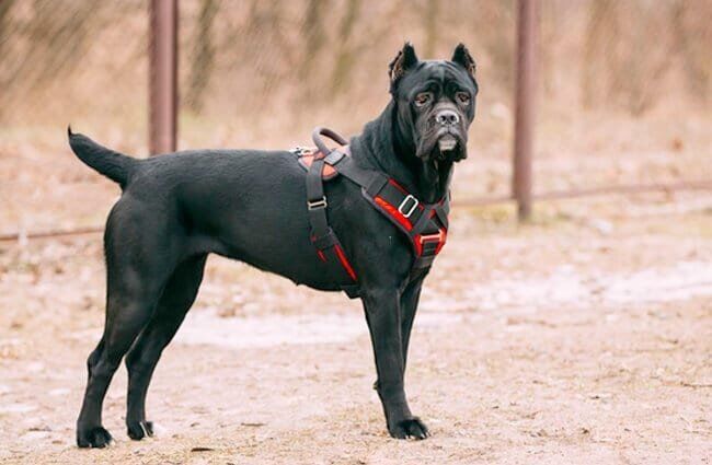Cane Corso The Parody Wiki Fandom